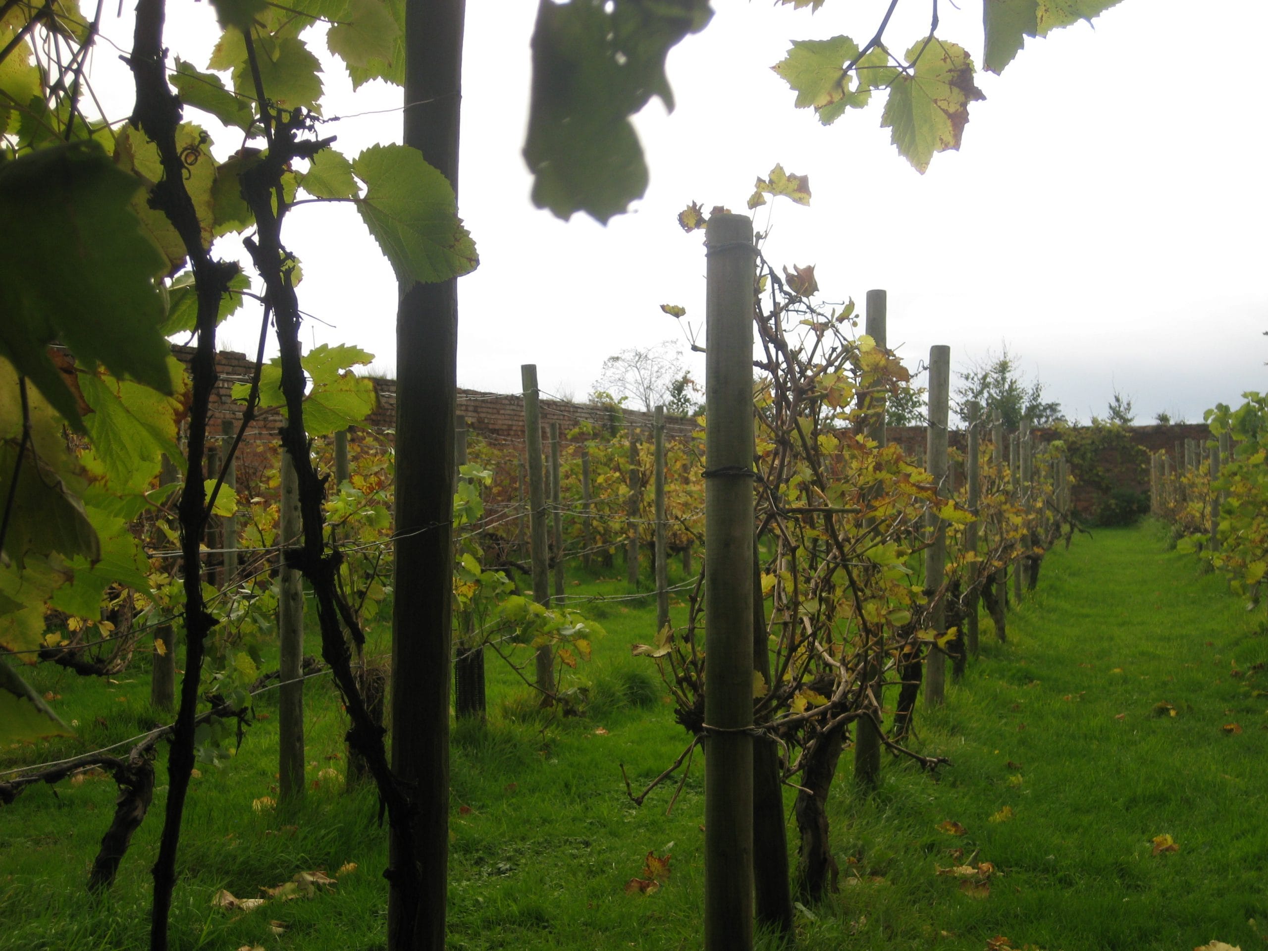 Vineyard