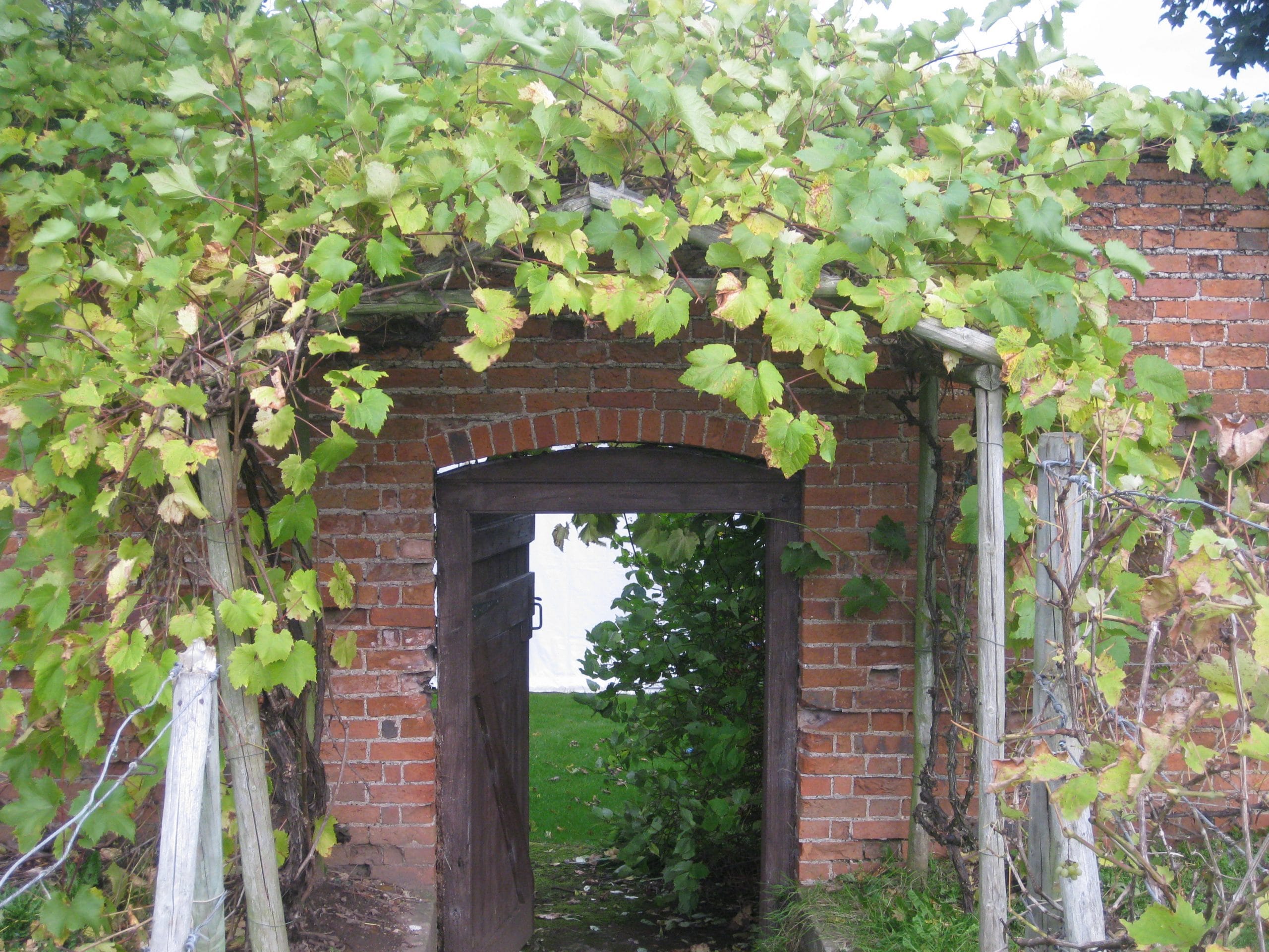 Vineyard